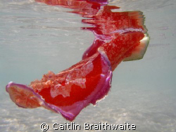 spanish dancer. photo taken in the lagoon on North West I... by Caitlin Braithwaite 